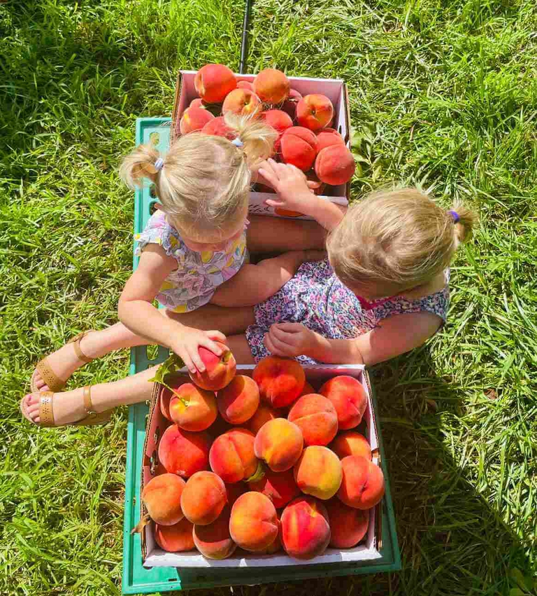 Wagons filled with two young peach pickers. Wagons and Boxes are provided free for U Pick customers